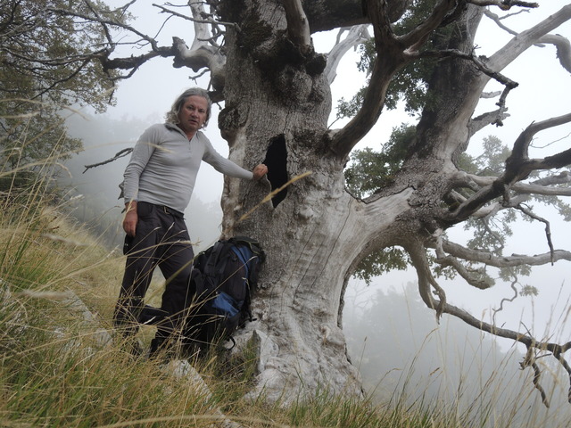 Herrn, Norbert am Baum copy Archiv Herrn