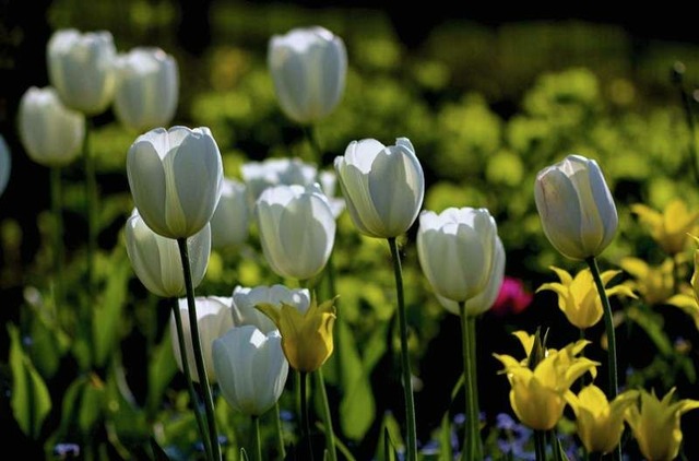 piqs: Karl Dichtler, Weiße Tulpen